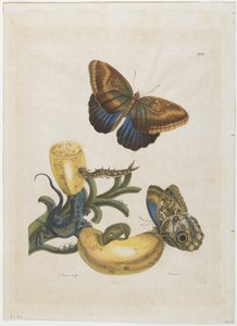 Bananas and Blue Lizard, 1705-71